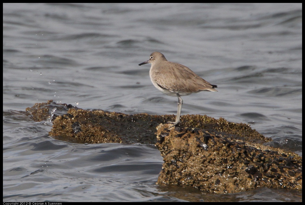 0212-135628-02.jpg - Willet