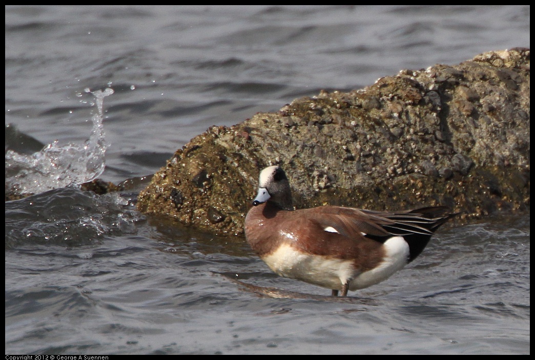 0212-135638-01.jpg - American Wigeon