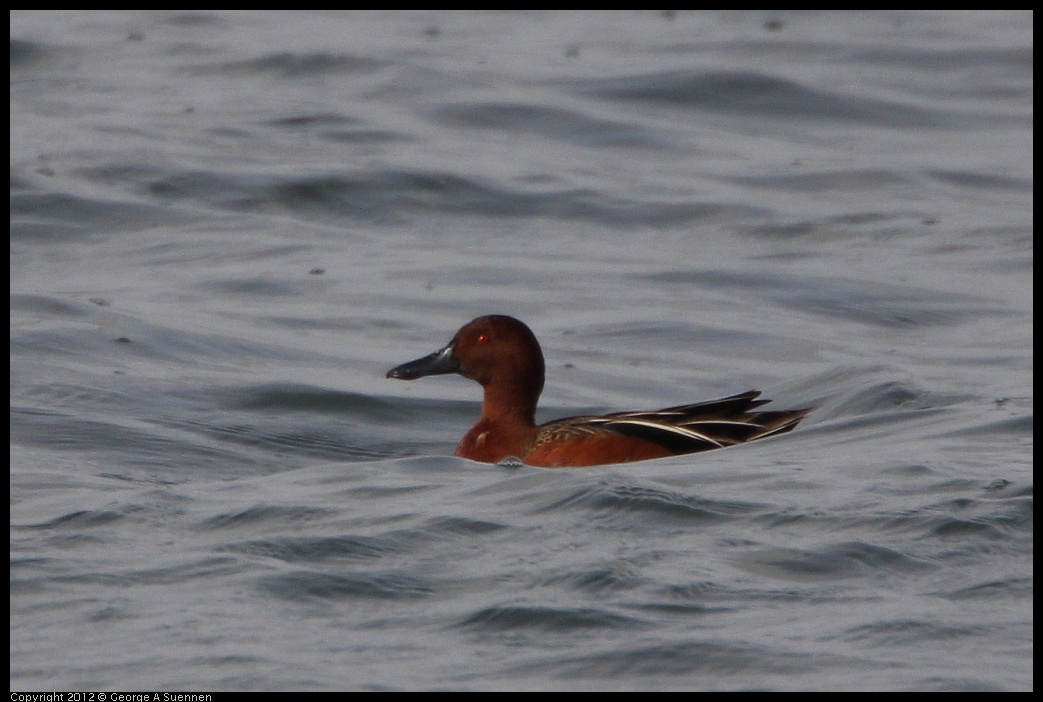 0212-135808-01.jpg - Cinnamon Teal