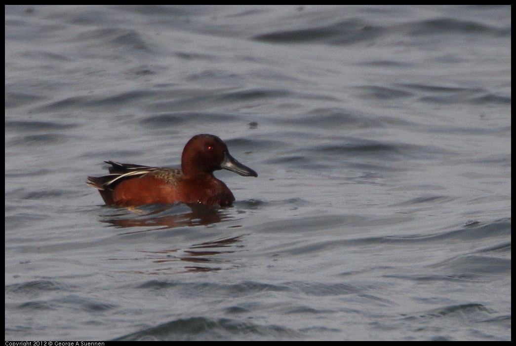 0212-135812-02.jpg - Cinnamon Teal