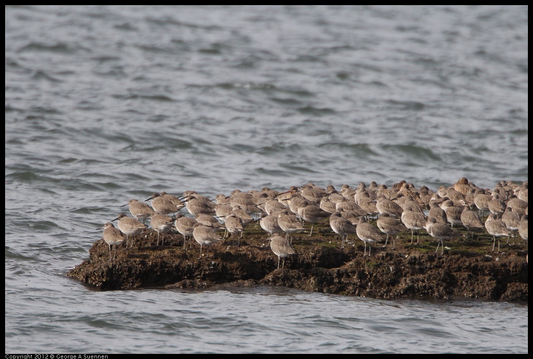 0212-135854-01.jpg - Willets