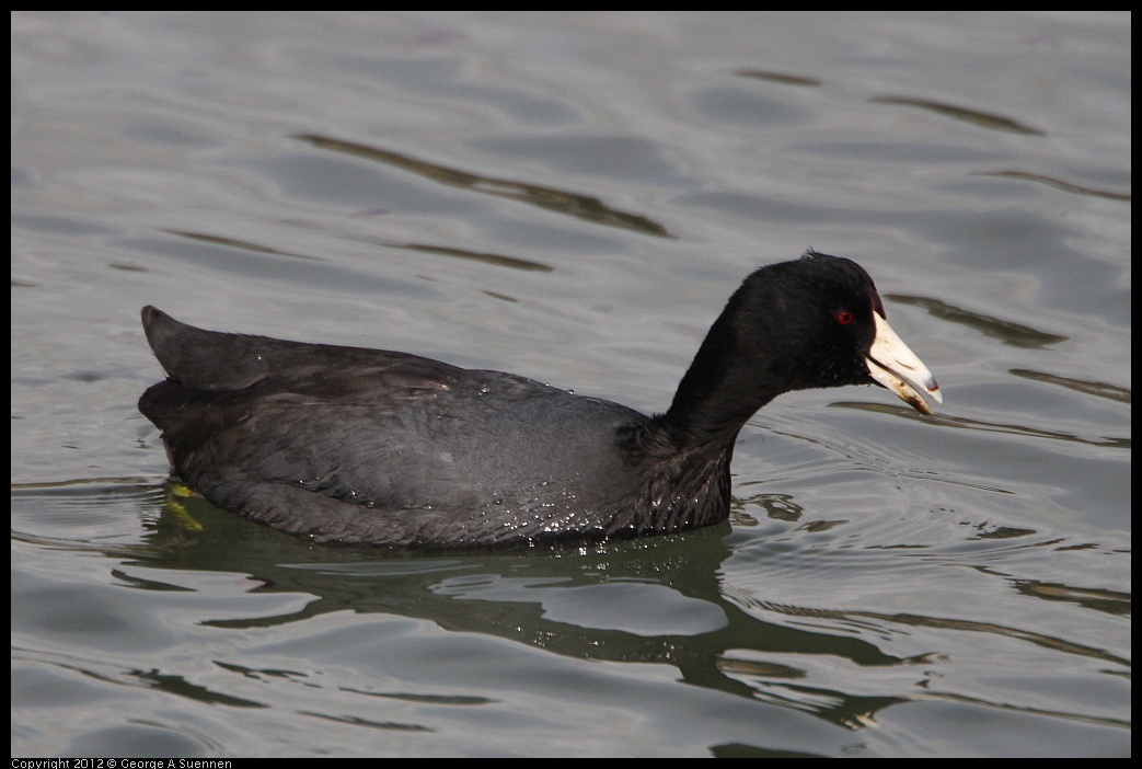 0212-140659-01.jpg - American Coot