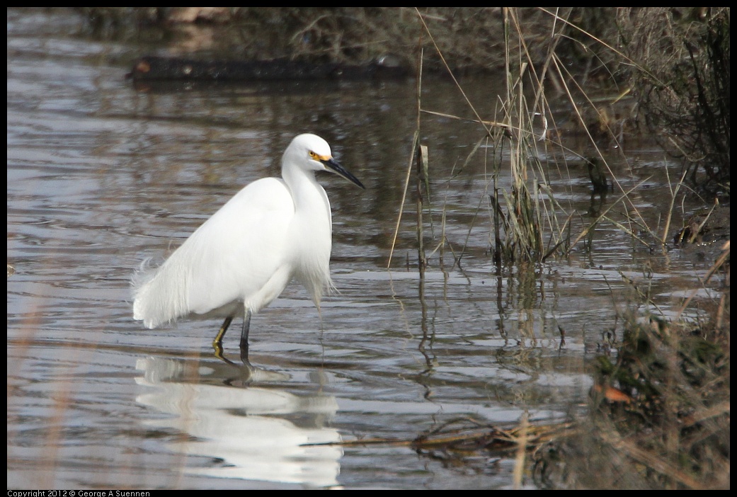 0212-140722-02.jpg - Snowy Egret