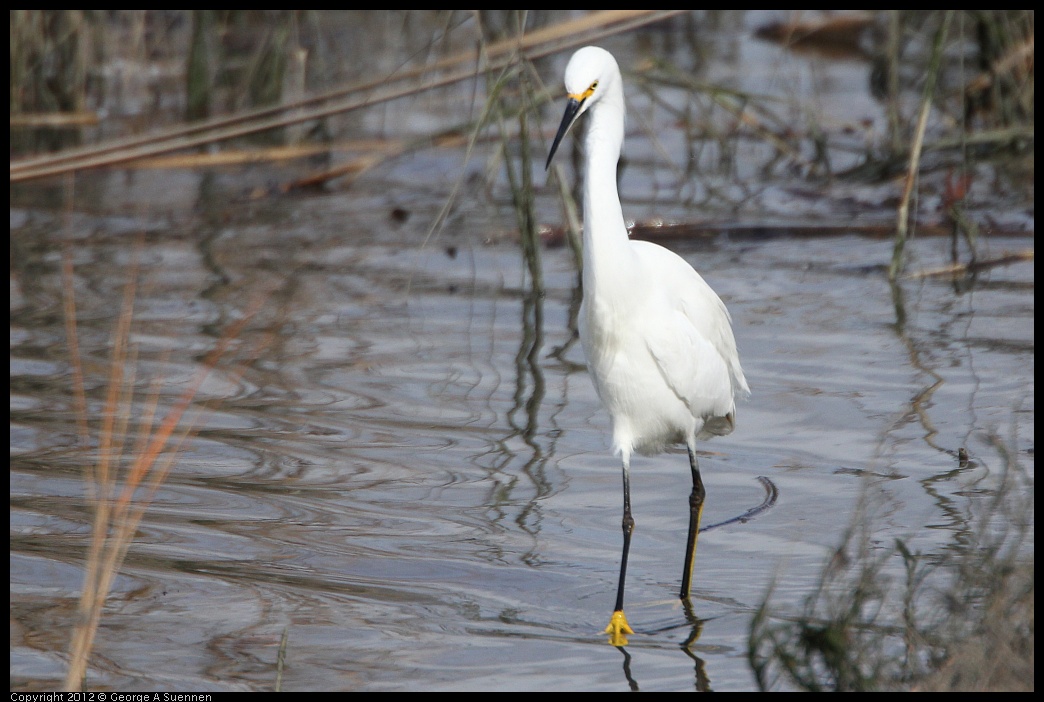 0212-140726-02.jpg - Snowy Egret