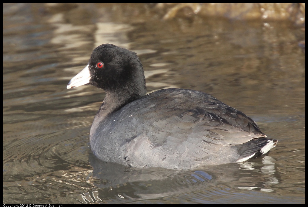 0216-162039-02.jpg - American Coot