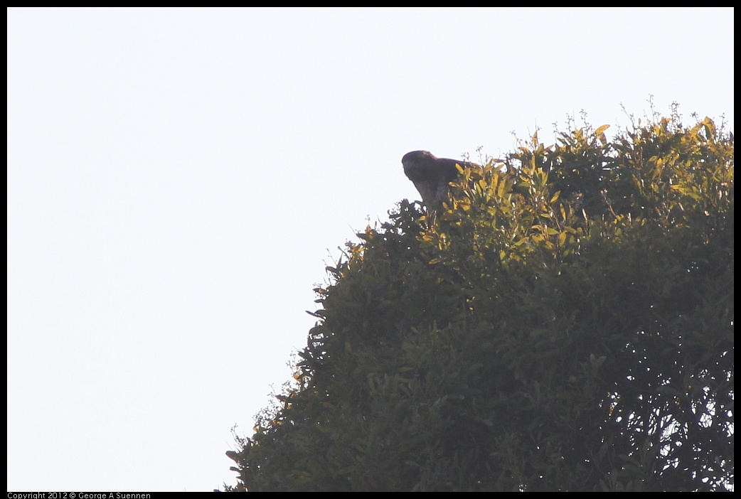 0216-162937-01.jpg - Red-tailed Hawk