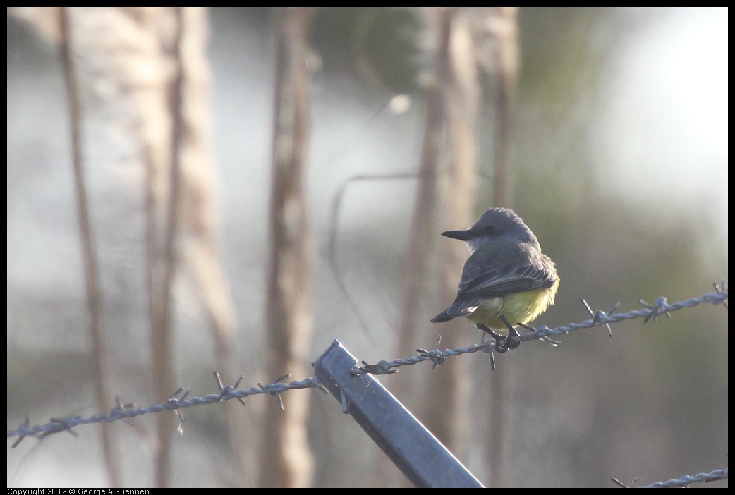 0216-163050-01.jpg - Tropical Kingbird