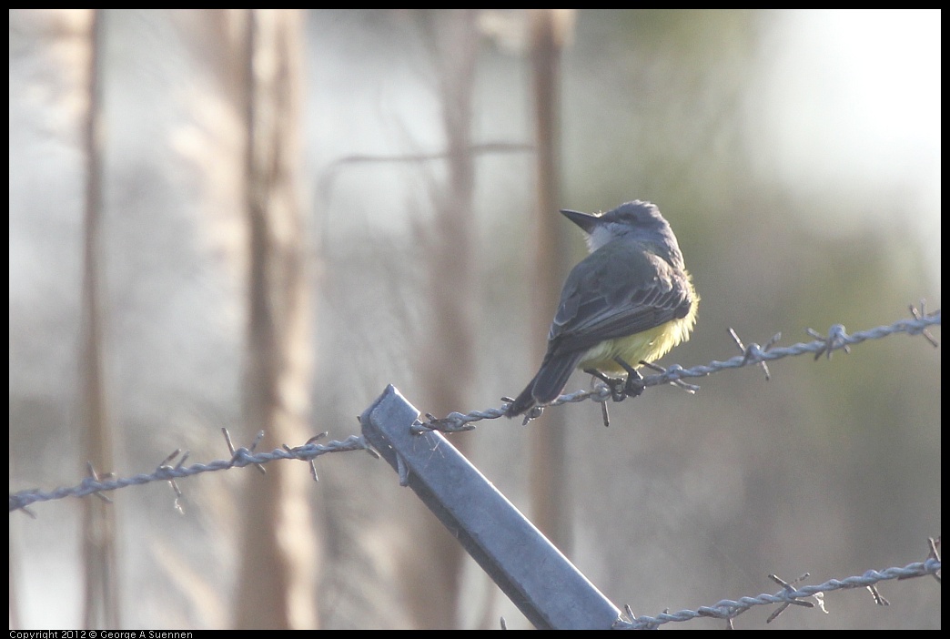 0216-163050-02.jpg - Tropical Kingbird