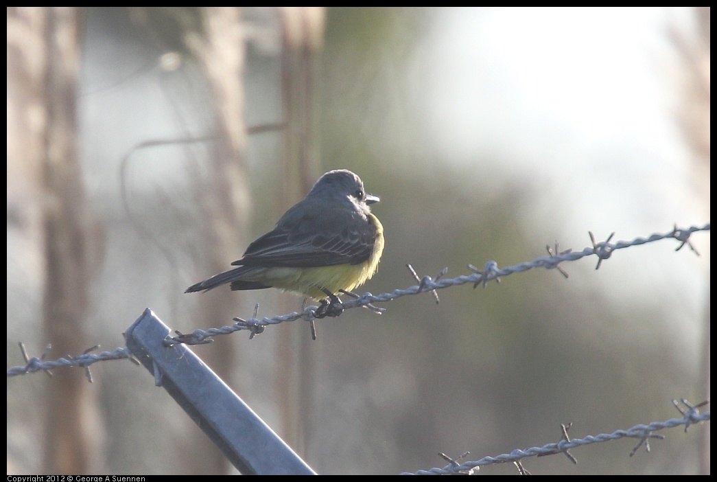 0216-163058-02.jpg - Tropical Kingbird