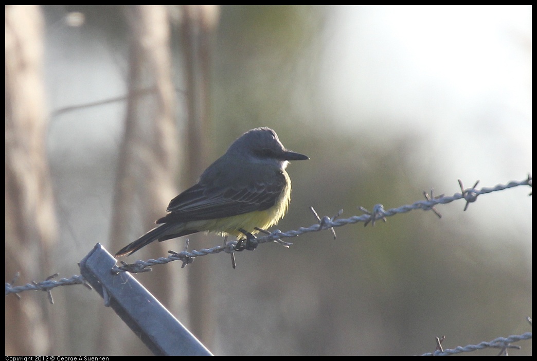 0216-163058-04.jpg - Tropical Kingbird