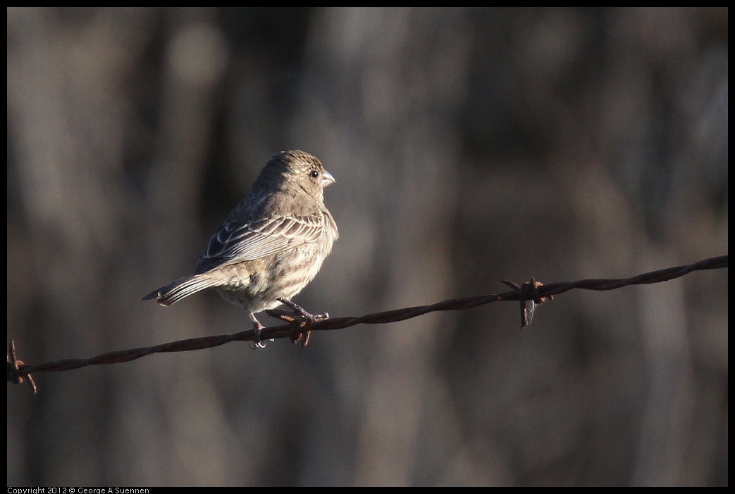 0216-163338-01.jpg - House Finch