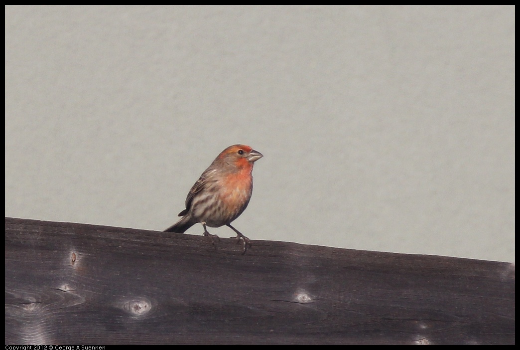 0216-163633-01.jpg - House Finch