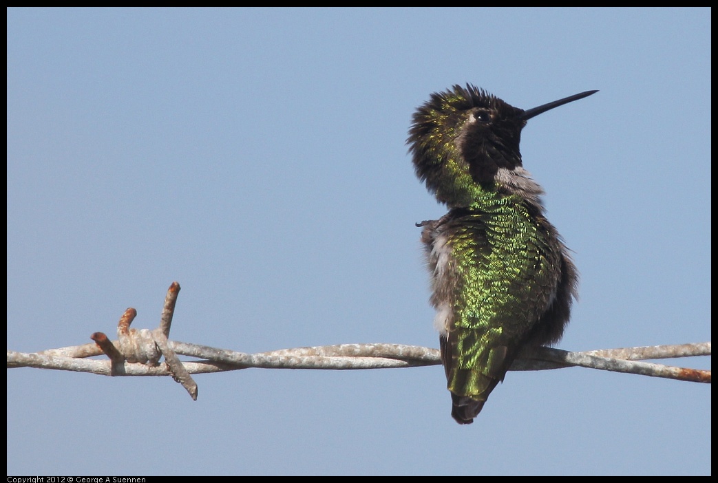 0217-101014-01.jpg - Anna's Hummingbird