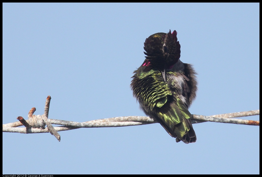 0217-101025-03.jpg - Anna's Hummingbird