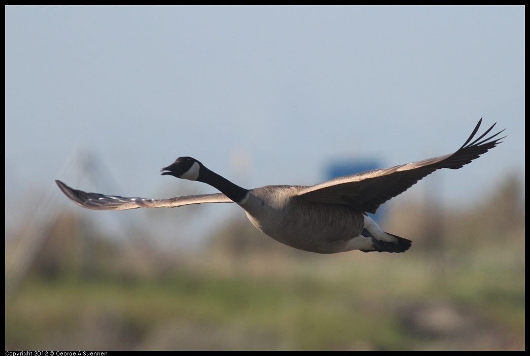 0217-102053-03.jpg - Canada Goose