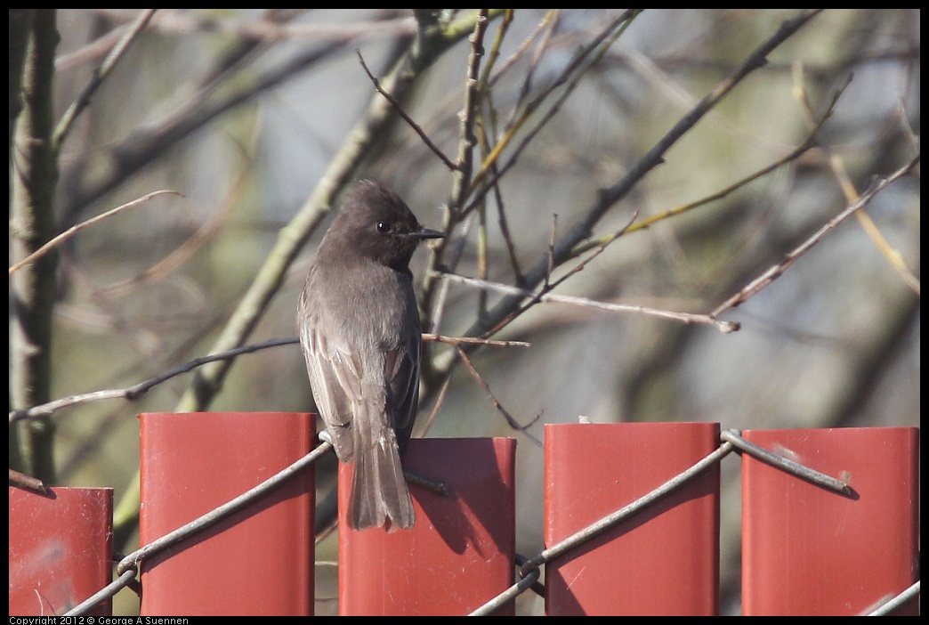 0217-102424-01.jpg - Black Phoebe