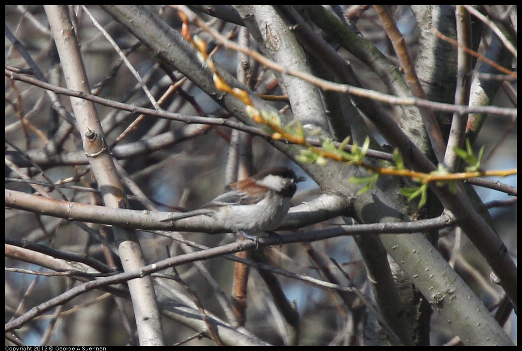 0217-103129-02.jpg - Chestnut-backed Chickadee