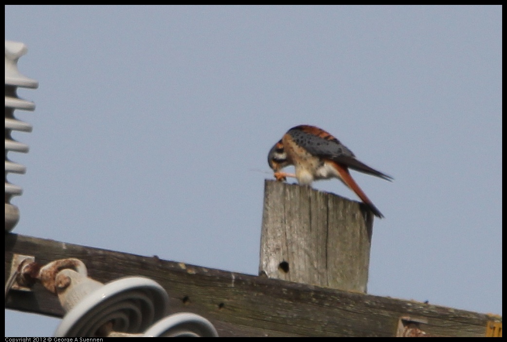 0218-111241-01.jpg - American Kestrel