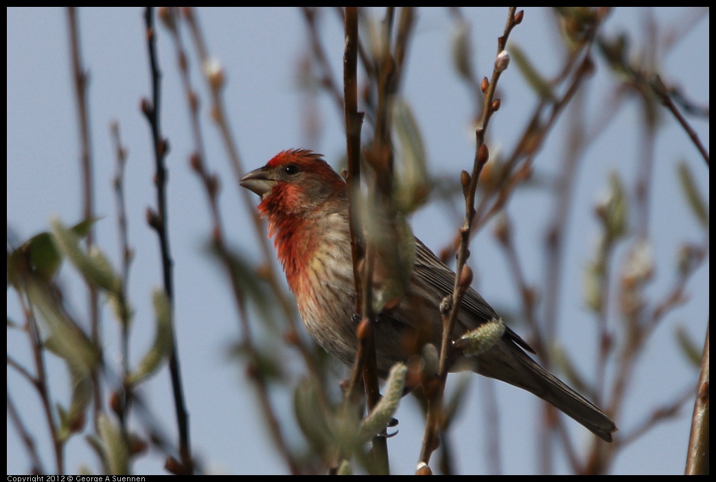 0218-112403-01.jpg - House Finch