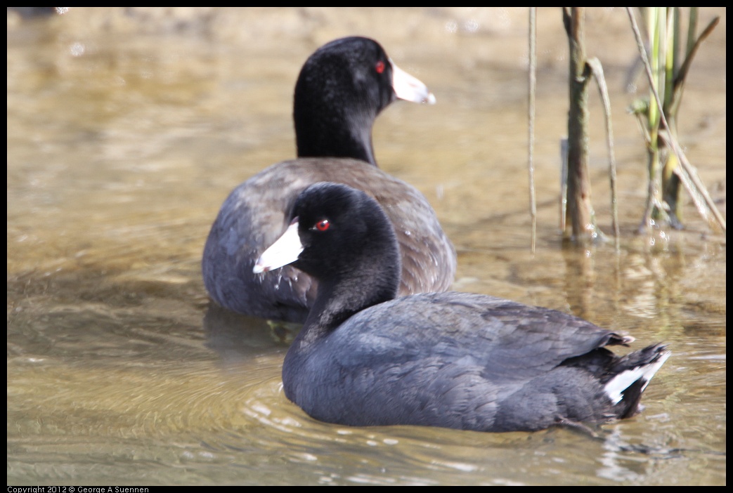 0218-113351-01.jpg - American Coot