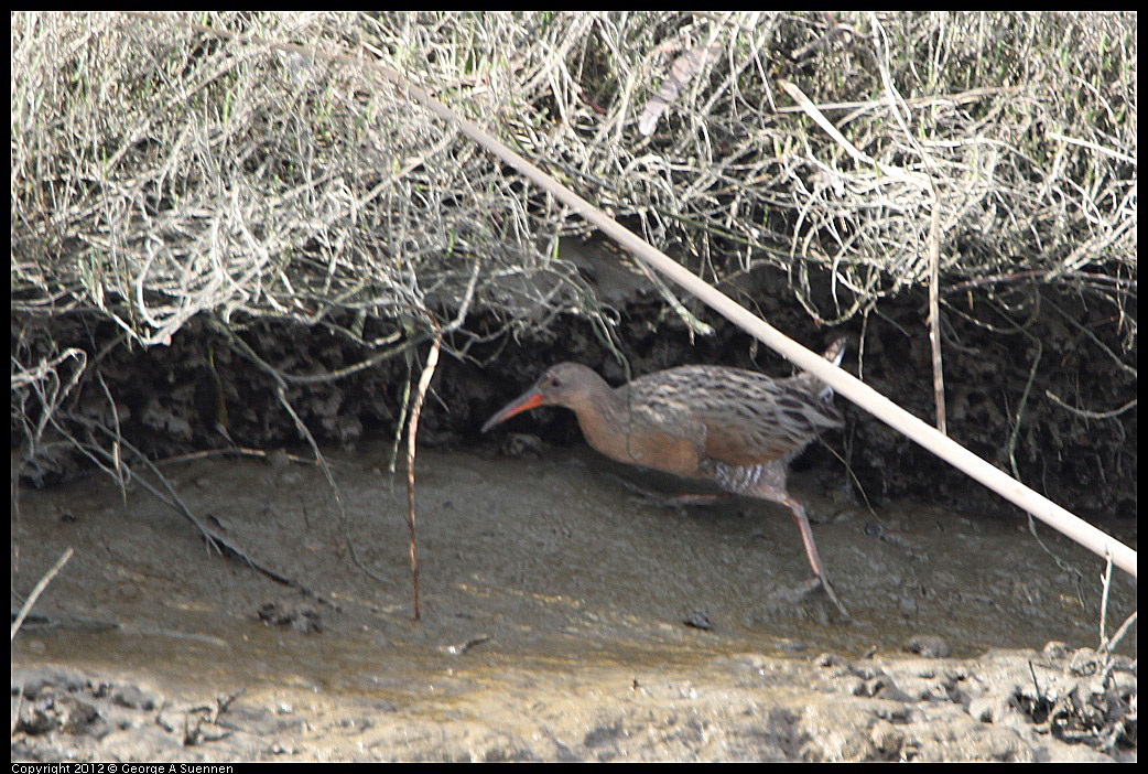 0218-113406-03.jpg - Clapper Rail