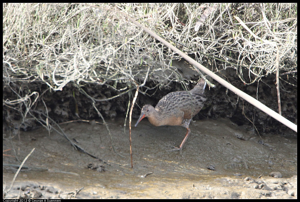 0218-113407-02.jpg - Clapper Rail