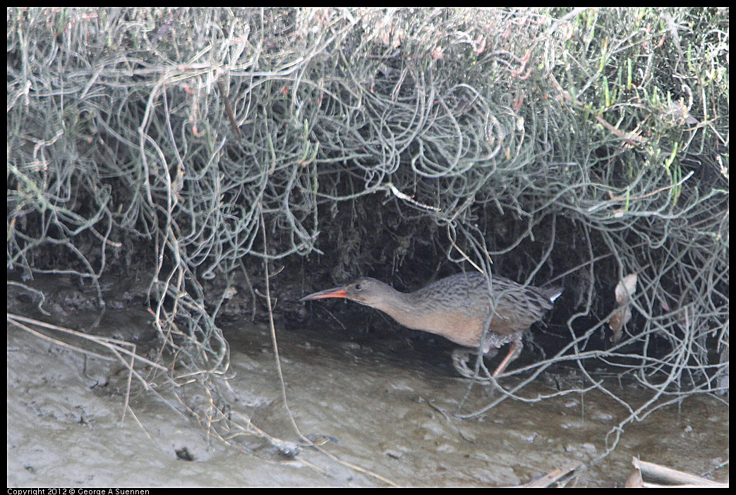 0218-113429-02.jpg - Clapper Rail