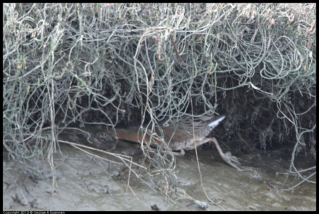 0218-113429-05.jpg - Clapper Rail