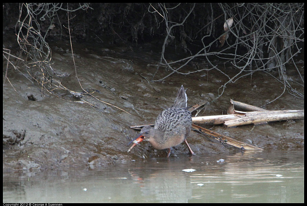 0218-113439-05.jpg - Clapper Rail