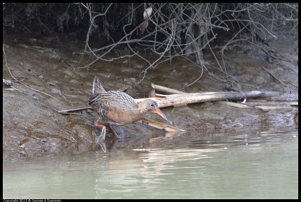 0218-113458-05.jpg - Clapper Rail