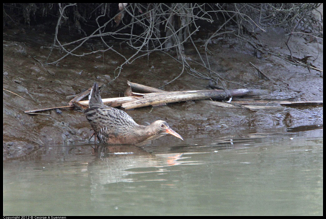 0218-113459-02.jpg - Clapper Rail