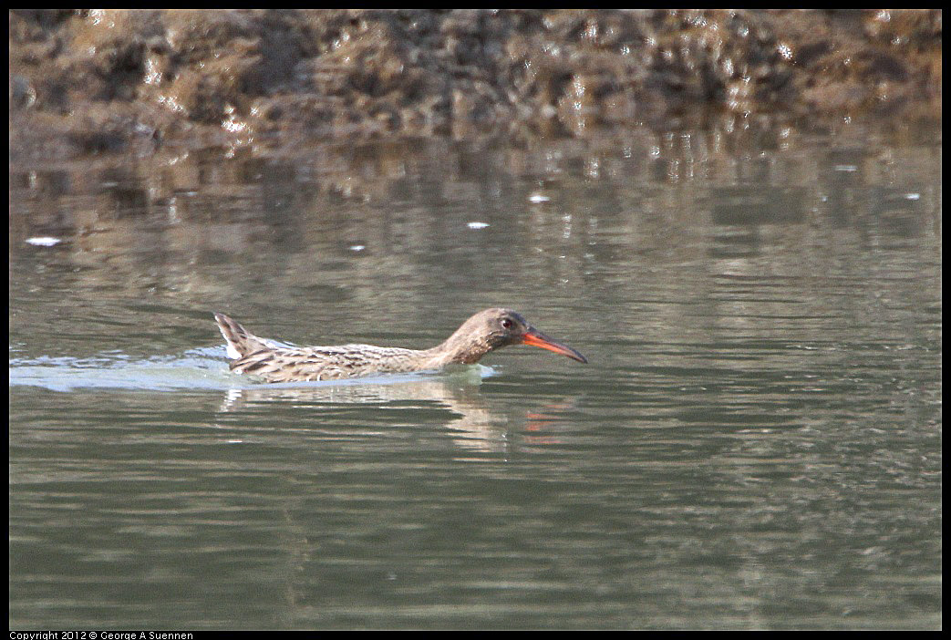 0218-113502-01.jpg - Clapper Rail