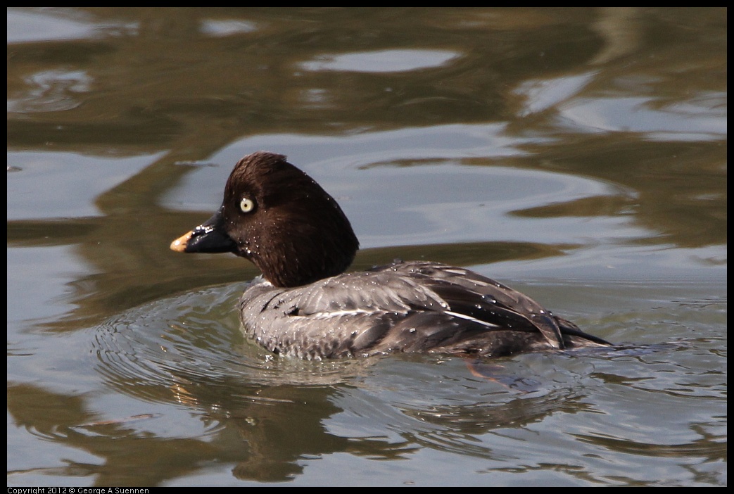 0218-114357-01.jpg - Common Goldeneye