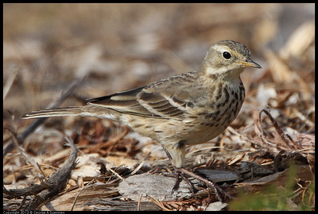 0218-120836-04.jpg - American Pipit