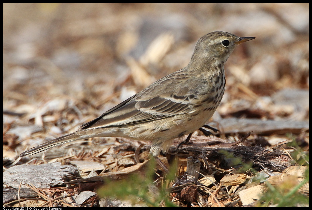 0218-120838-01.jpg - American Pipit