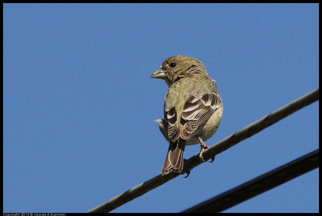 0218-134826-02.jpg - American Goldfinch