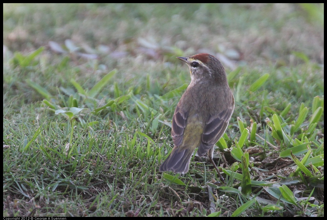 0221-121555-02.jpg - Palm Warbler