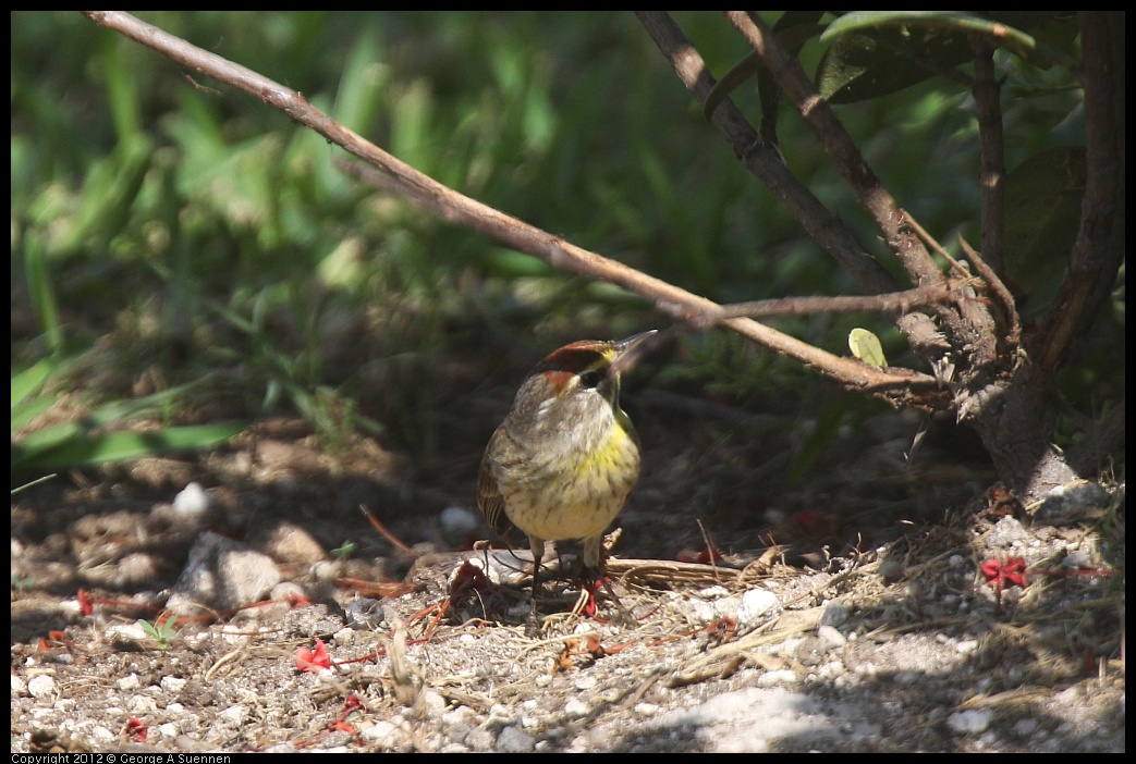 0221-121703-01.jpg - Palm Warbler