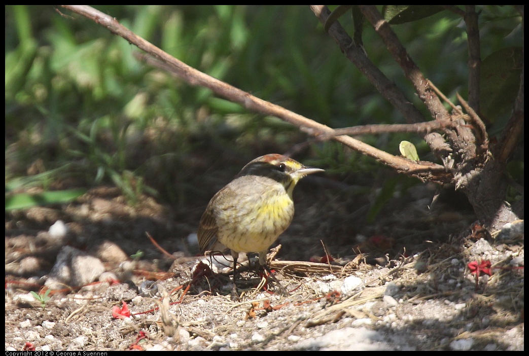 0221-121703-02.jpg - Palm Warbler