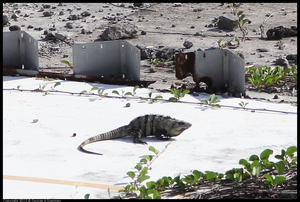 0221-125839-01.jpg - Large Lizard (4 feet long)