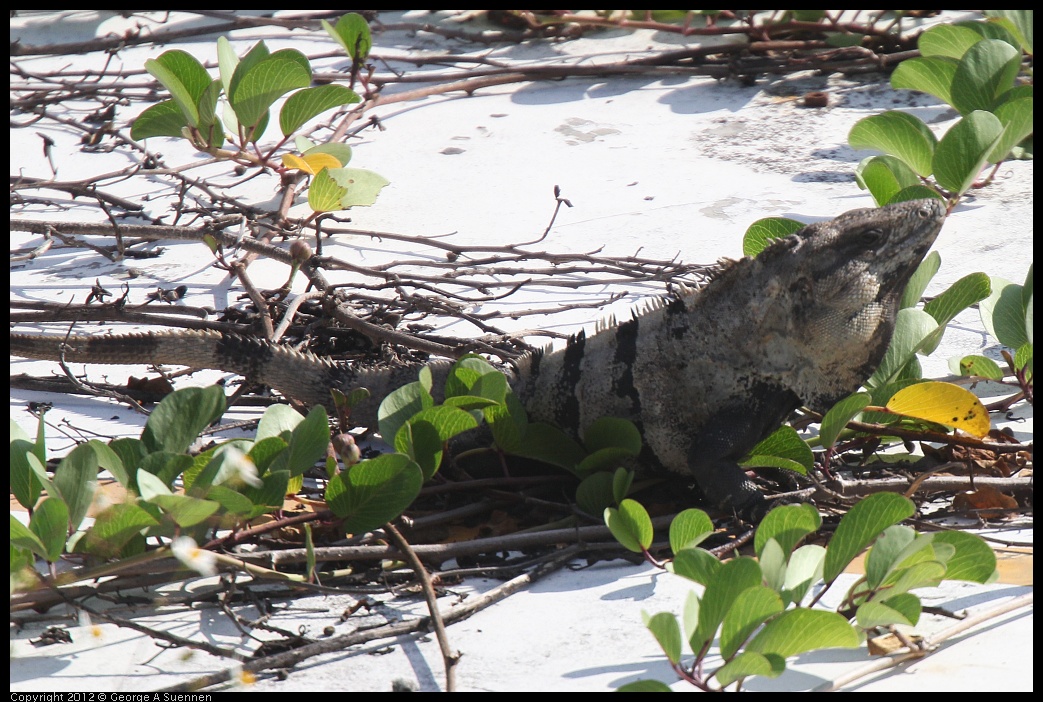 0221-125906-01.jpg - Large Lizard