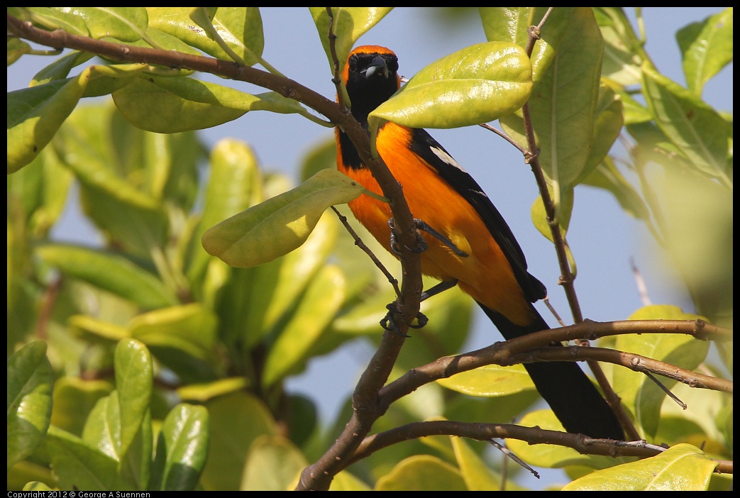 0222-075440-03.jpg - Altamira Oriole