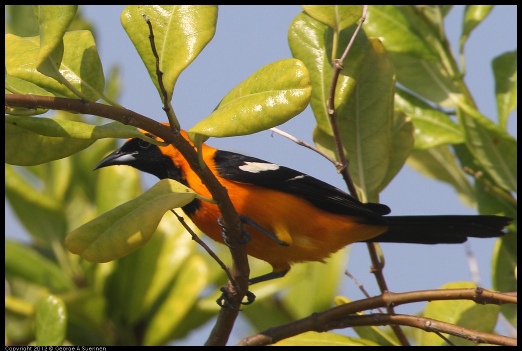 0222-075441-01.jpg - Altamira Oriole