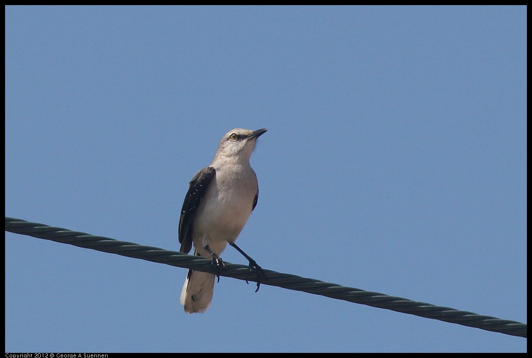 0222-075453-02.jpg - Tropical Mockingbird