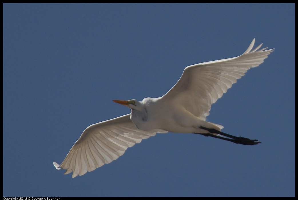 0222-080433-01.jpg - Great Egret