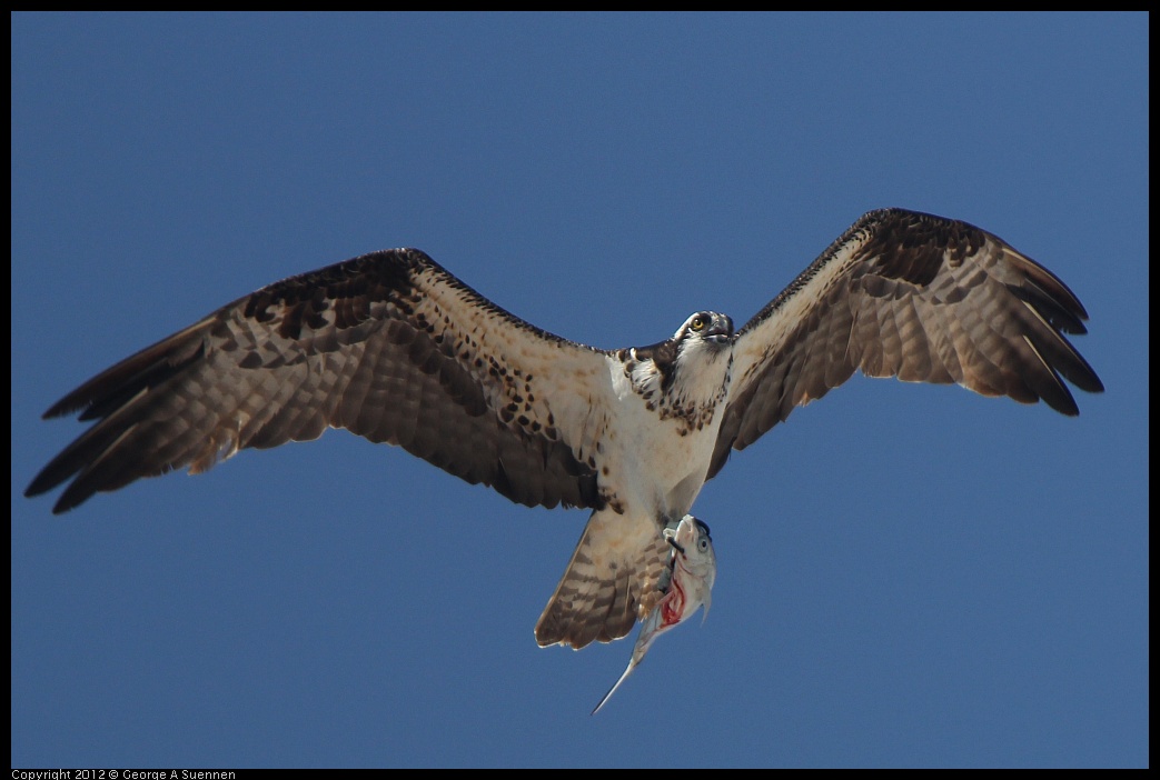 0222-080504-04.jpg - Osprey