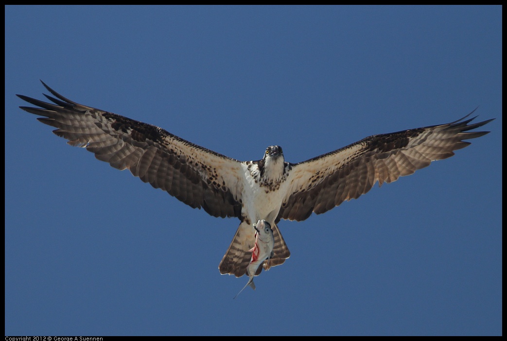 0222-080505-01.jpg - Osprey