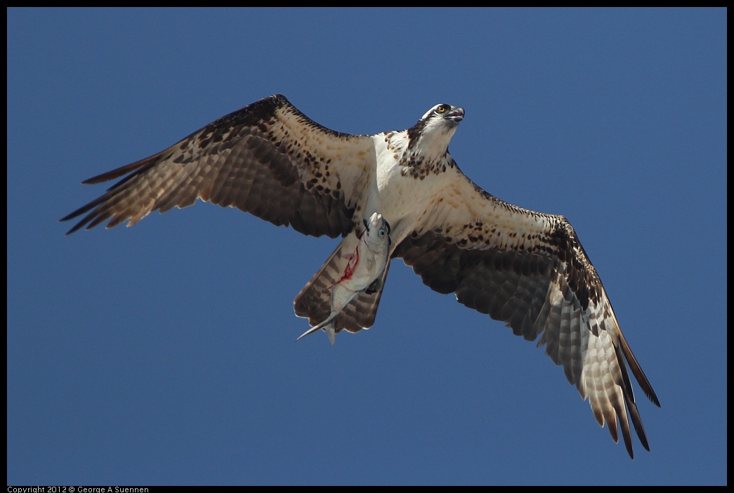 0222-080505-05.jpg - Osprey