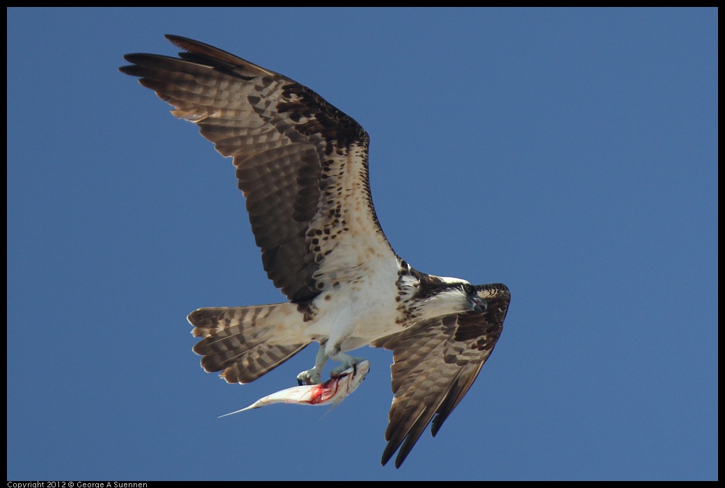 0222-080507-03.jpg - Osprey