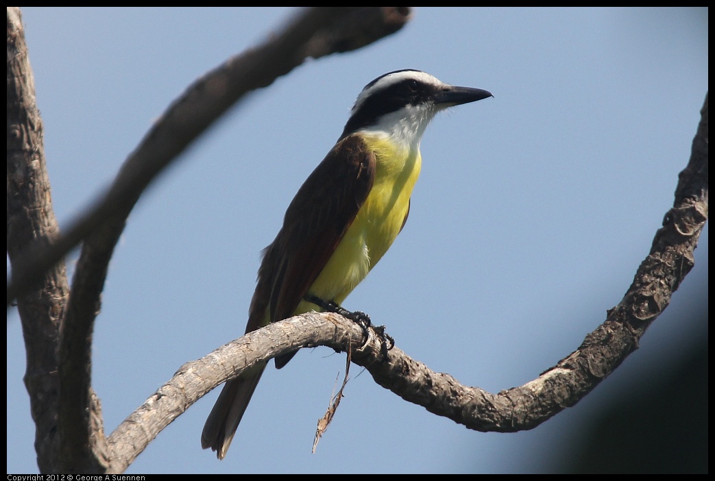 0222-081505-03.jpg - Great Kiskadee